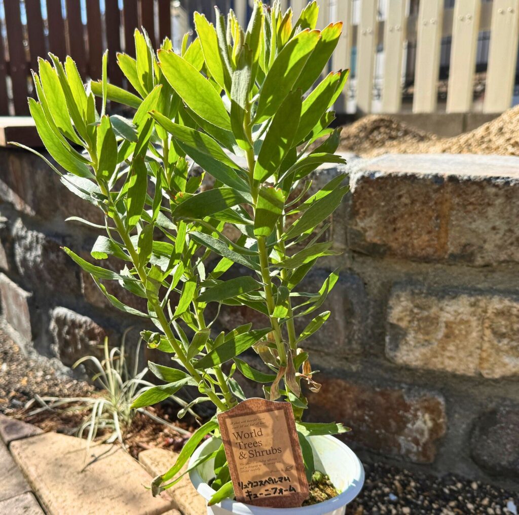 レイズドベッド植栽予定のリューコスペルマム キューニフォーム