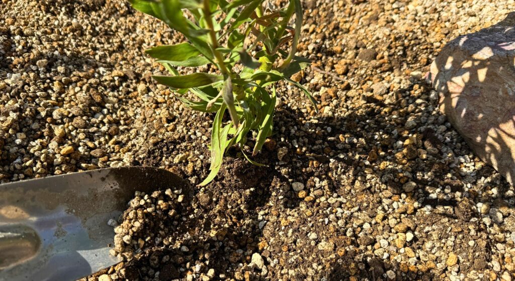 リューコスペルマムの植え付け時に高さを調整している様子(深植え防止)
