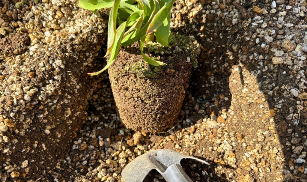 リューコスペルマムの根鉢の状態(植え付け前の根の様子)