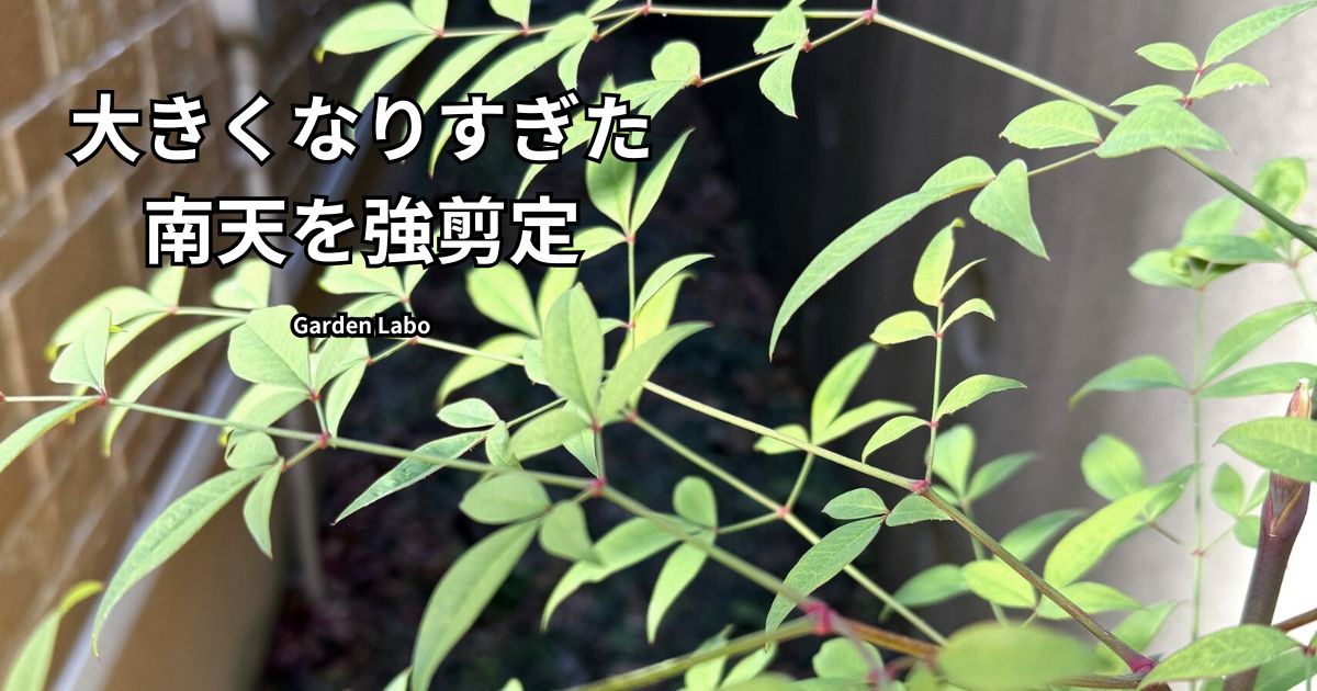 大きくなりすぎた南天を強剪定する前の枝の様子｜庭木の剪定記録 Garden Labo