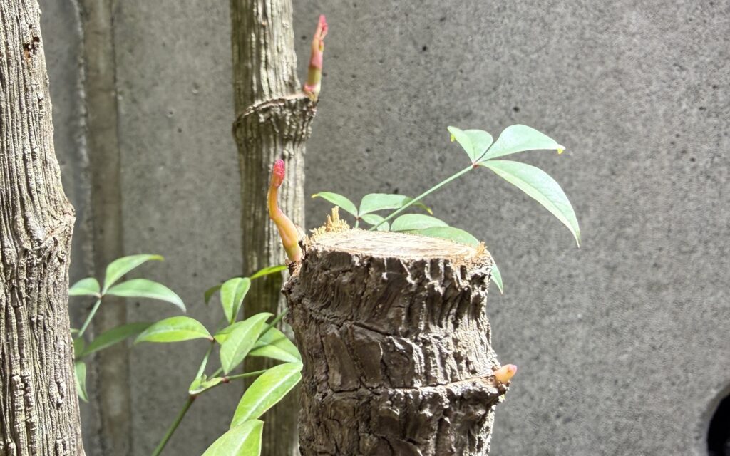 強剪定した南天の幹全体から2ヶ月後に新芽が出てきた様子