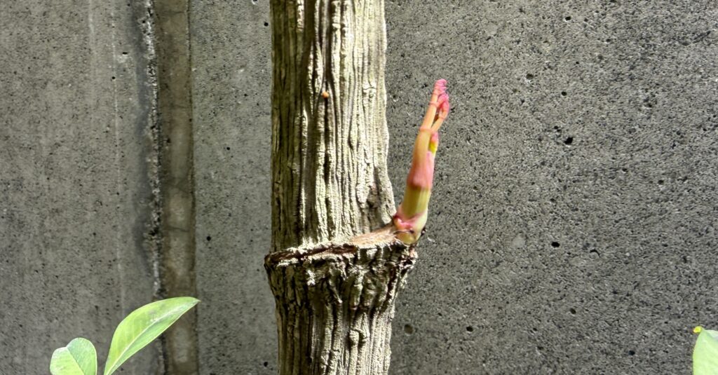 強剪定した南天の節(横線)付近から新芽が出てきた様子