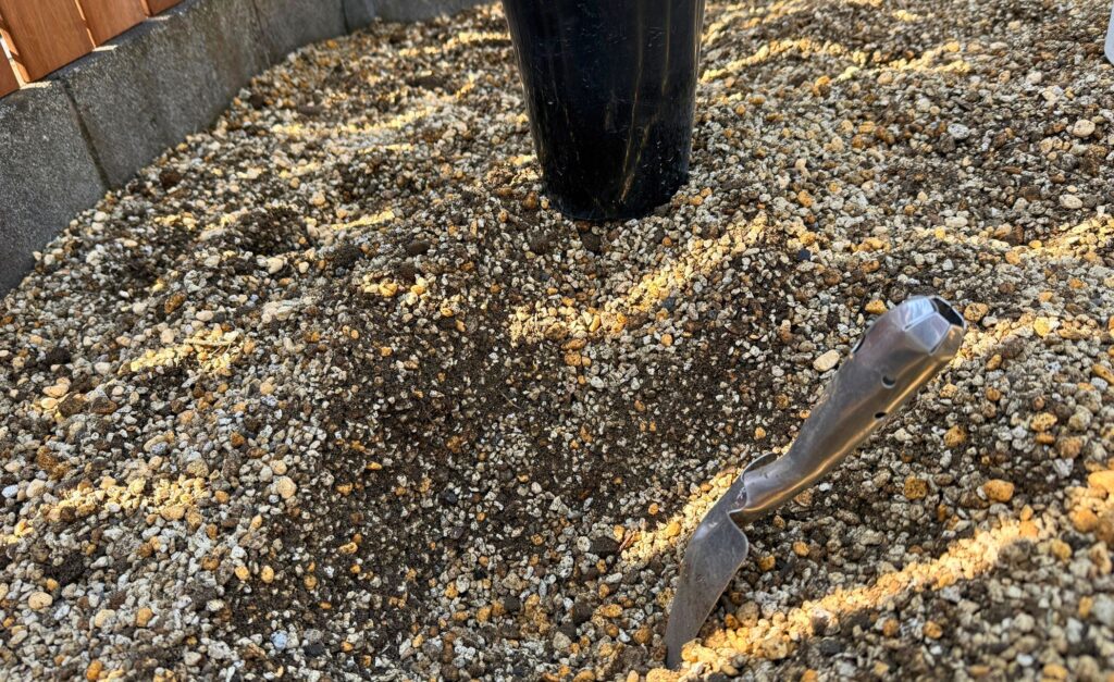 ジョーイセルリアの植え穴 排水性を考えた軽石多めの土壌 レイズドベッド