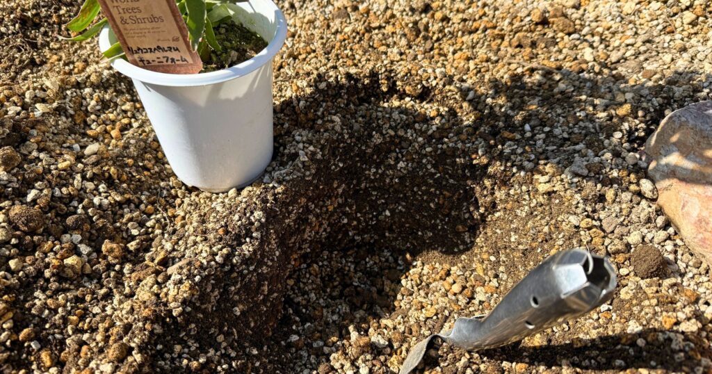 リューコスペルマム植え付け用の植え穴と排水性の高い土壌構造