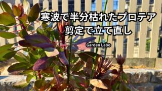 寒波で枯れたプロテアの様子と剪定で復活できるか検証