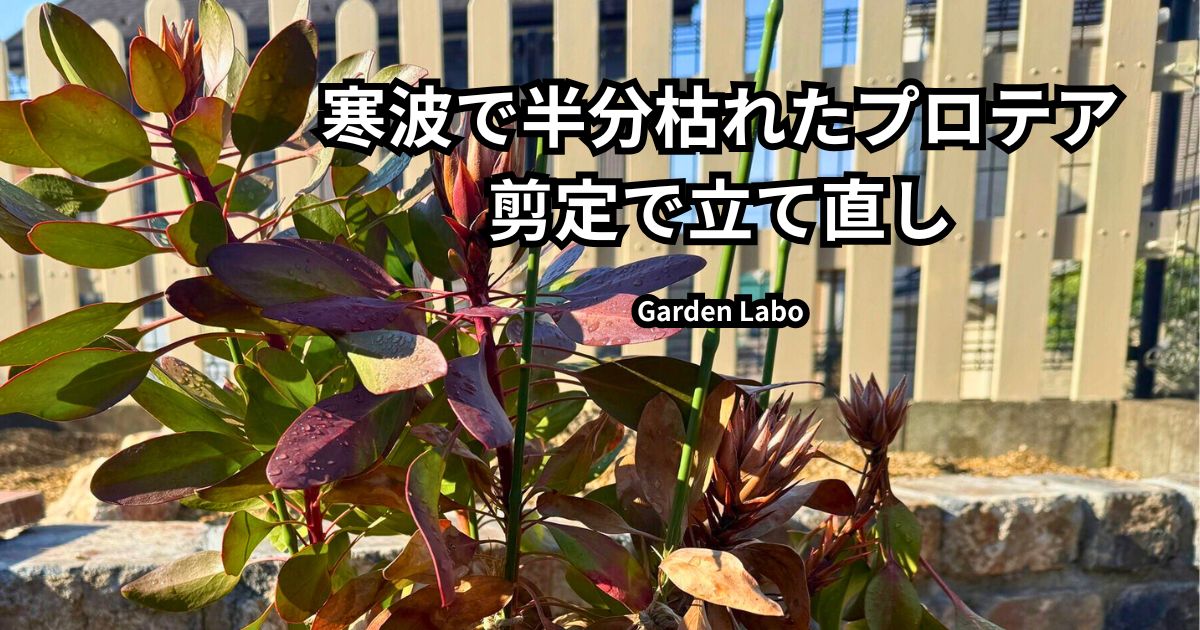 寒波で枯れたプロテアの様子と剪定で復活できるか検証