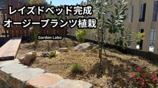 レイズドベッドにオージープランツを植栽した完成レイアウト 正面から見た花壇の全景