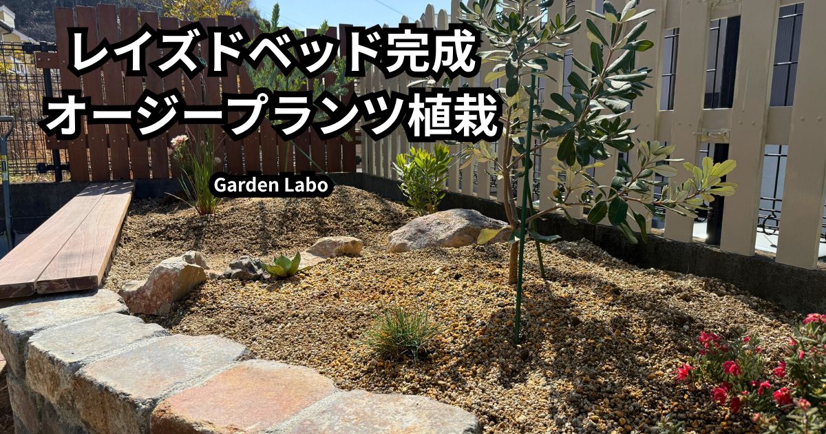レイズドベッドにオージープランツを植栽した完成レイアウト 正面から見た花壇の全景