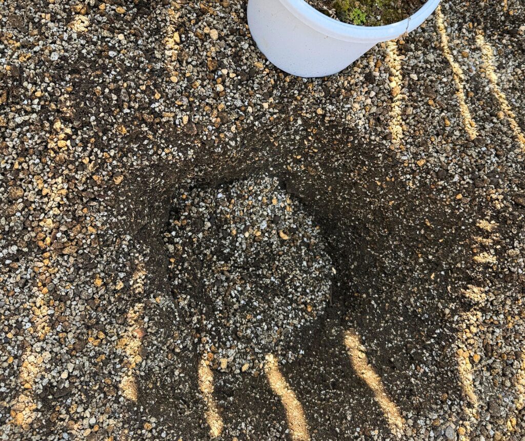 アカシアブルーブッシュの植え付け用に掘った穴の状態