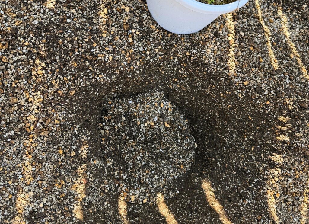 レイズドベッドにアカシアを植えるため排水性を考えて掘った植え穴