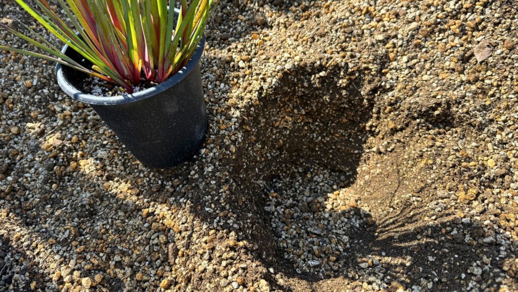 軽石を多めに混ぜたレイズドベッドの植え付け穴の様子