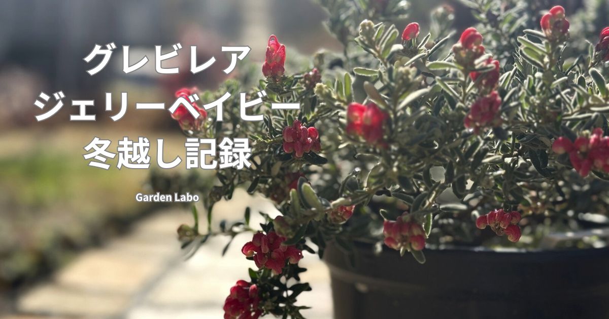 鉢植えのグレビレア ジェリーベイビーの冬越し記録 Garden Labo