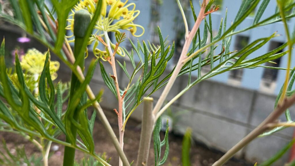 グレビレア ピーチアンドクリーム 主幹剪定 側枝の発生状況