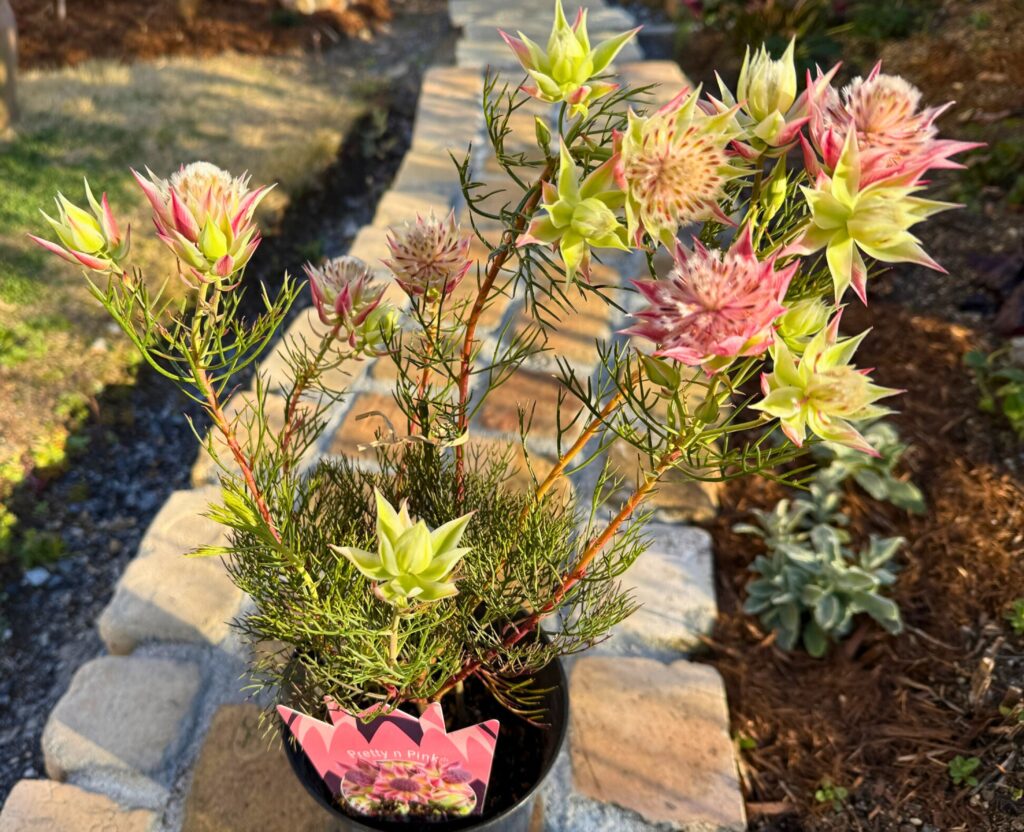 ジョーイセルリア プリティピンクの開花した株