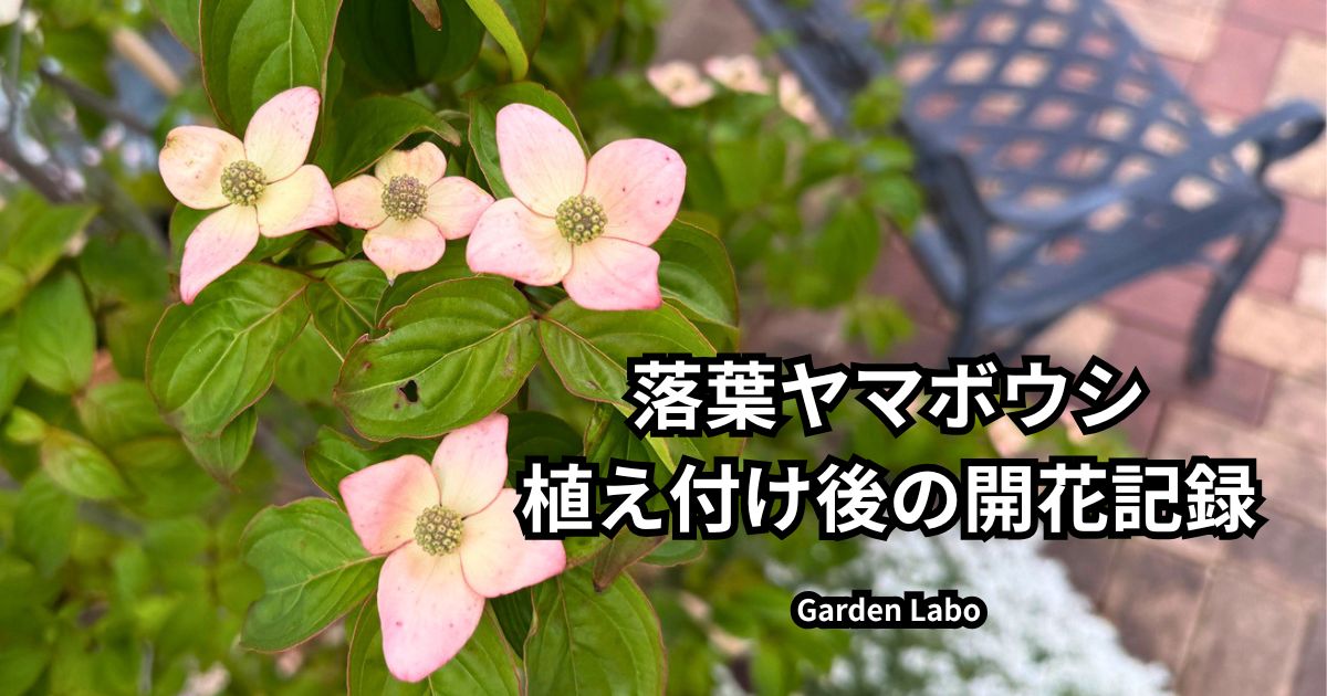 植え付け後に開花した落葉ヤマボウシ「ブルーミングピンクテトラ」