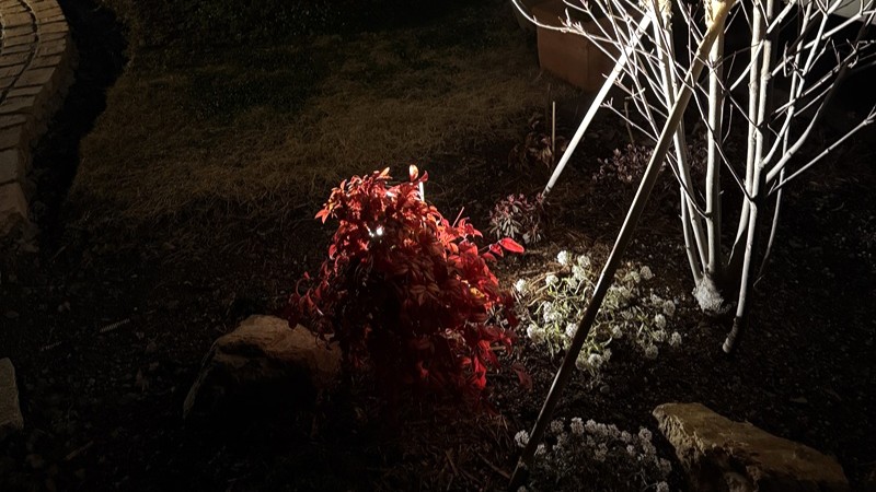 ヤマボウシの足元に植えたオタフクナンテンのライトアップ