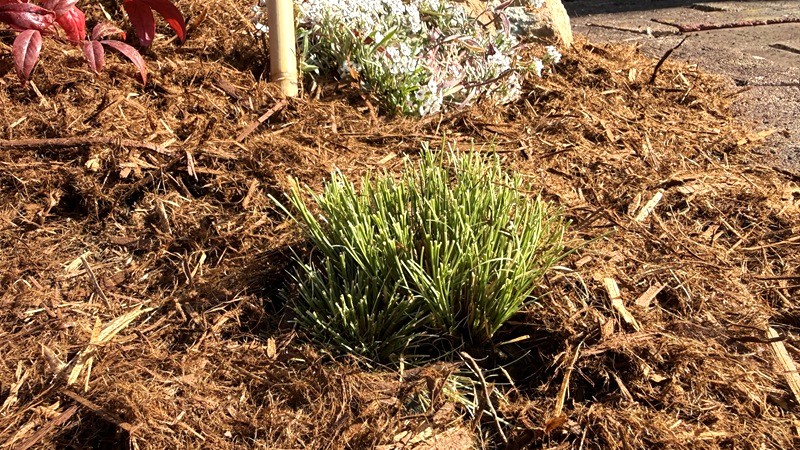 ヤマボウシの足元に植えたカレックス フロステッドカール