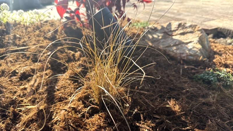 ヤマボウシの足元に植えたカレックス ブロンズカール