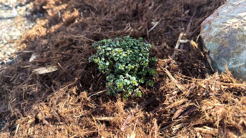 ヤマボウシの足元に植えた下草 タイム