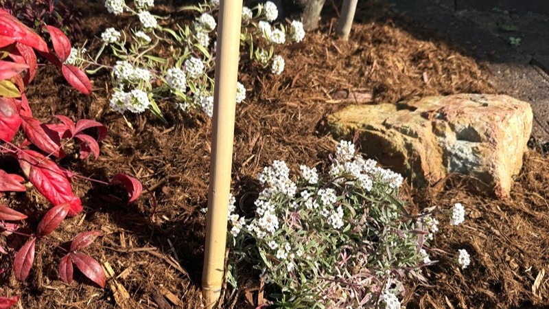 ヤマボウシの足元に植えた下草 スーパーアリッサム