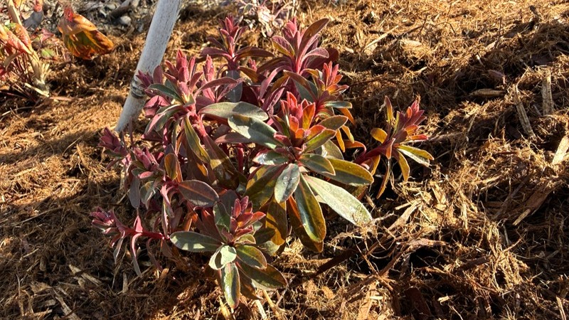 ヤマボウシの足元に植えたユーフォルビア マーティニー