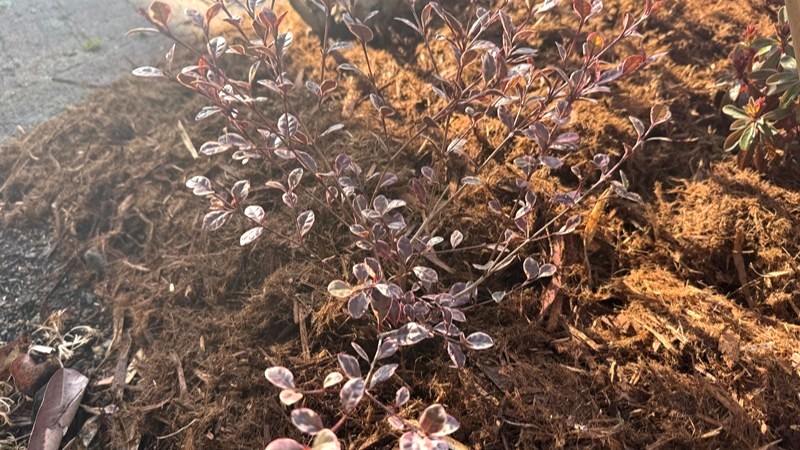 ヤマボウシの足元に植えた下草 ロフォミルタス マジックドラゴン