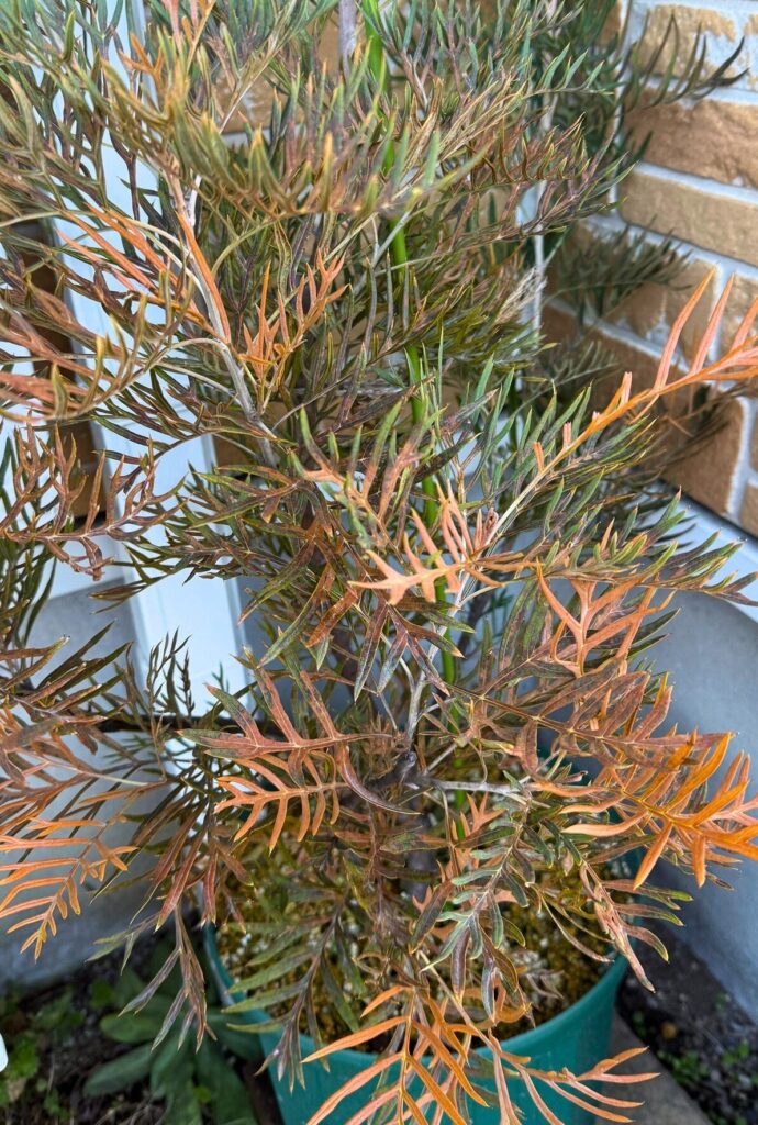 グレビレア ピーチアンドクリーム 寒波後 雪被害による葉の変色