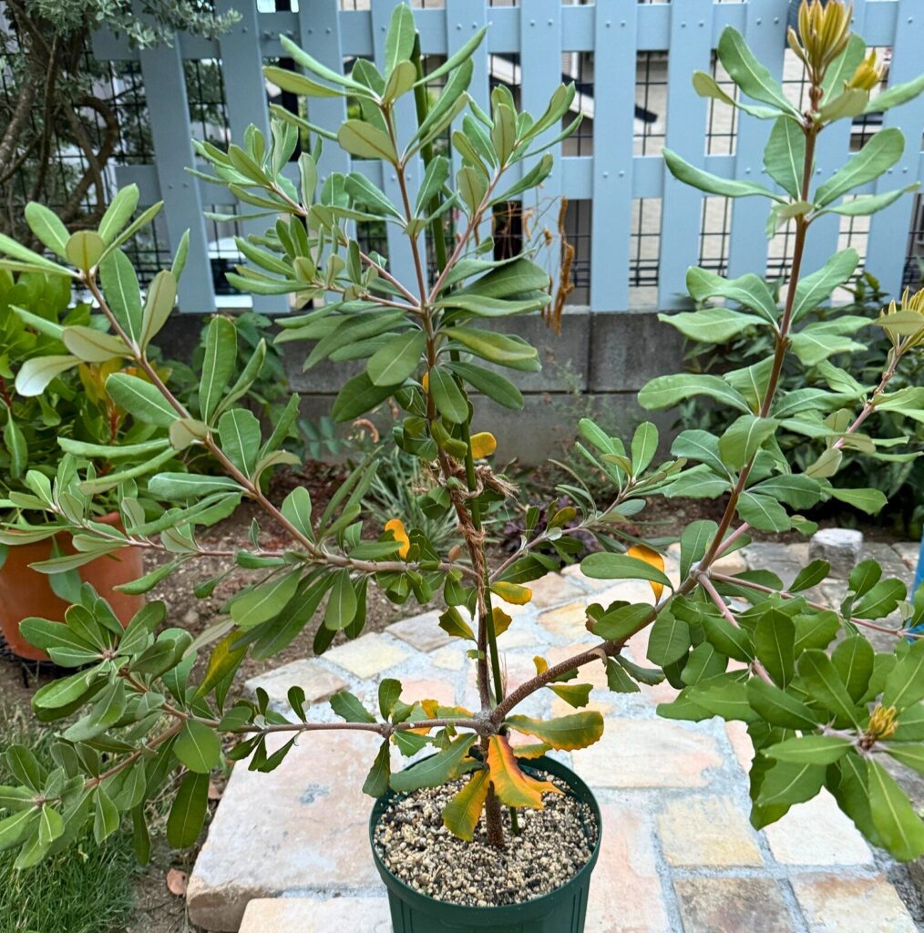 購入から半年で約30cm成長したバンクシア・コーストの株姿。主幹より横枝が太り始めている様子