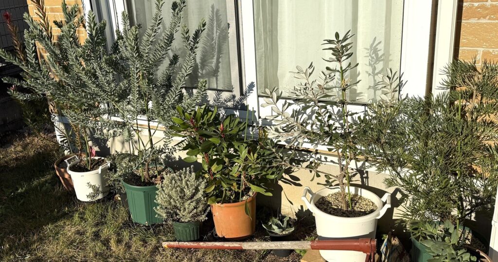 軒下へ移動したオージープランツ