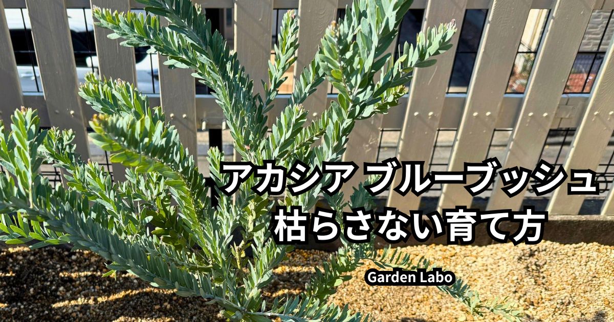 アカシア ブルーブッシュの枯らさない育て方と地植えのポイントを解説したアイキャッチ画像