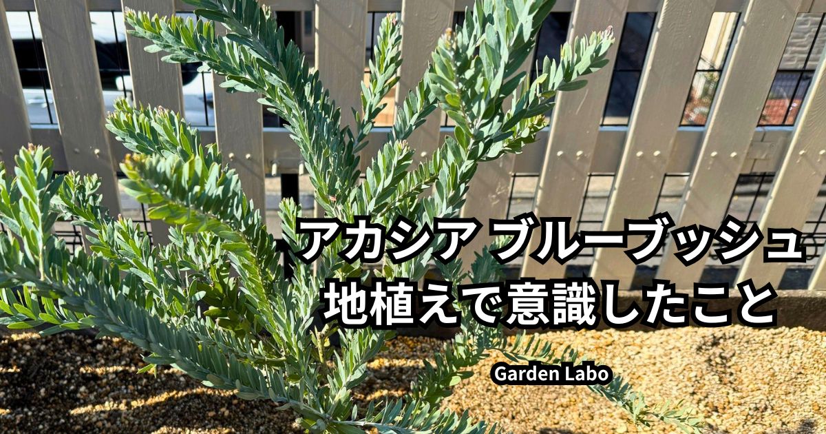 アカシア ブルーブッシュを庭のレイズドベッドに地植えした様子