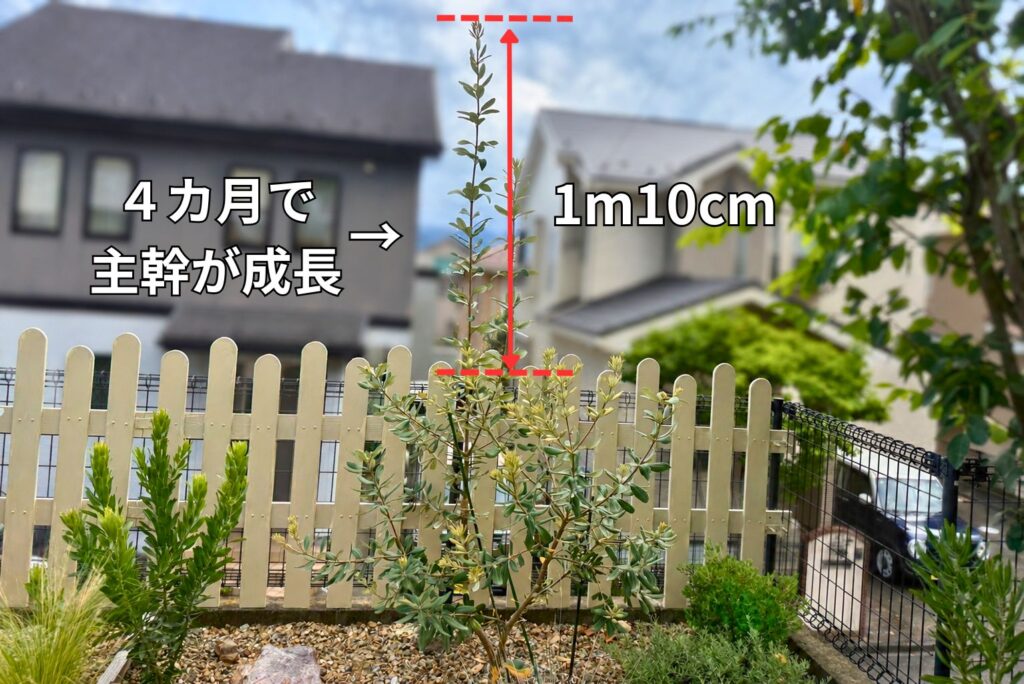 地植え4か月で主幹が約1m10cm伸びたバンクシア コースト