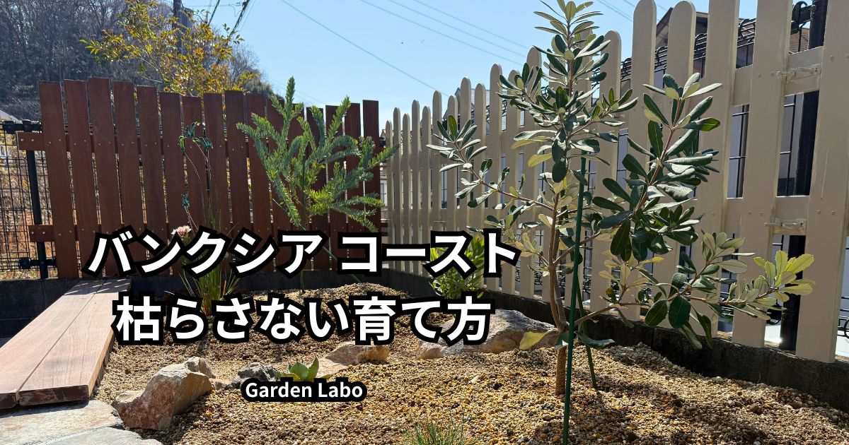 バンクシア コーストの枯らさない育て方と地植えのポイントを解説したアイキャッチ画像