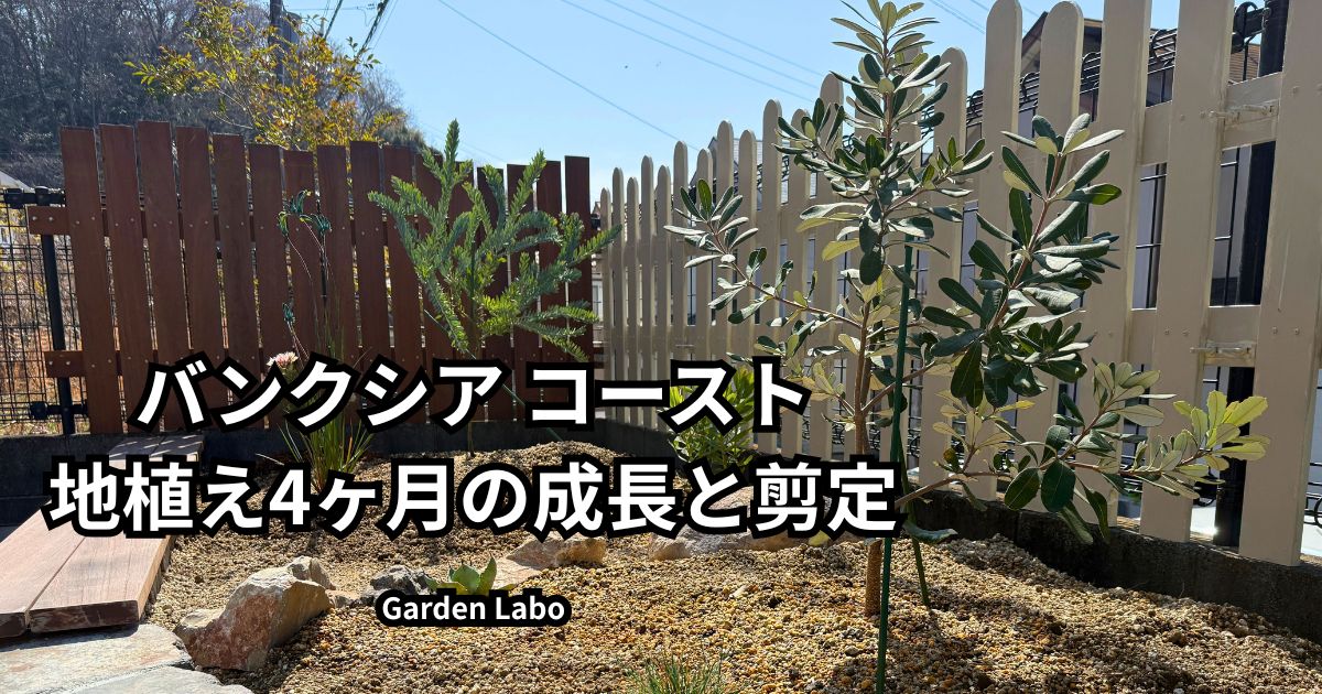 コーストバンクシア 【大株】 2 バンクシア コーストを地植えしました｜1年鉢植えで育てた株の植え付け