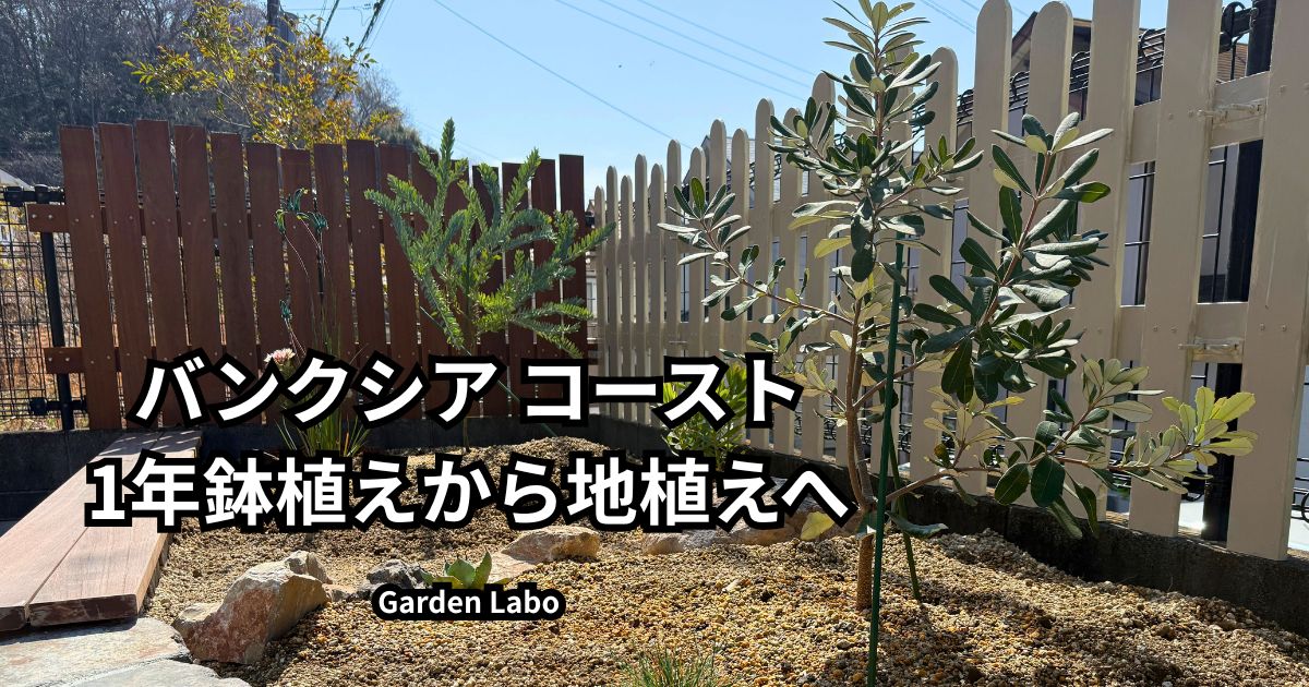 南向きレイズドベッドに地植えしたバンクシア コーストの全体像