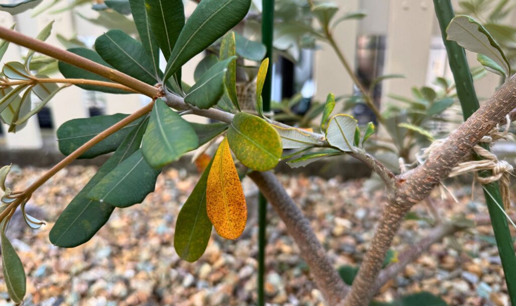 地植え4か月後に下葉が黄色くなったバンクシア コースト