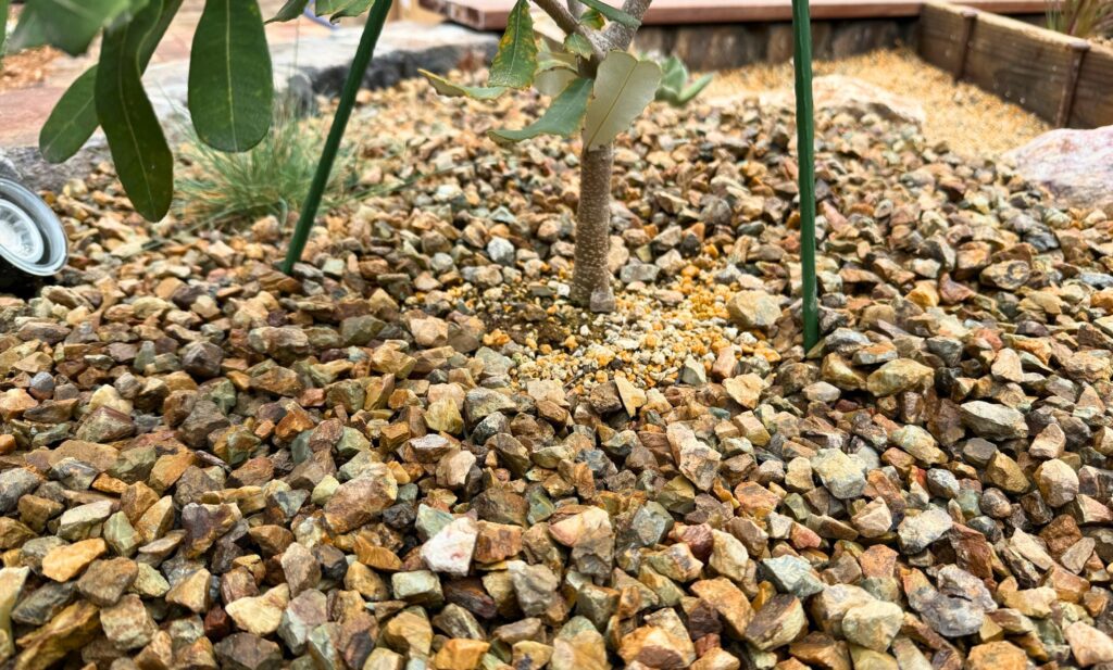 植物の株元を空けて砂利を敷いた様子