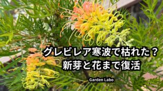 寒波で葉が茶色くなったグレビレアが新芽と花まで回復した様子