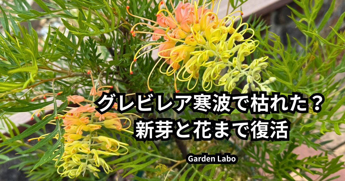 寒波で葉が茶色くなったグレビレアが新芽と花まで回復した様子