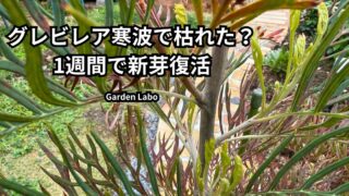 グレビレア ピーチアンドクリームが寒波で枯れた後に新芽が出て復活した様子
