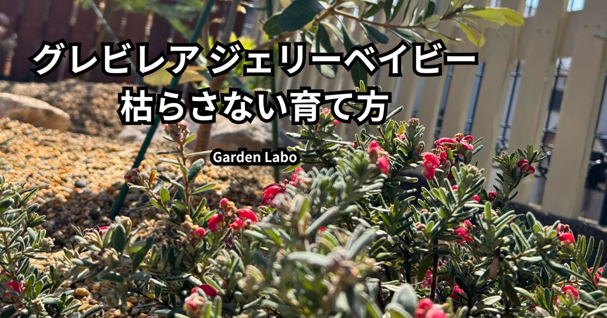 グレビレア ジェリーベイビーの枯らさない育て方と地植えのポイントを解説したアイキャッチ画像