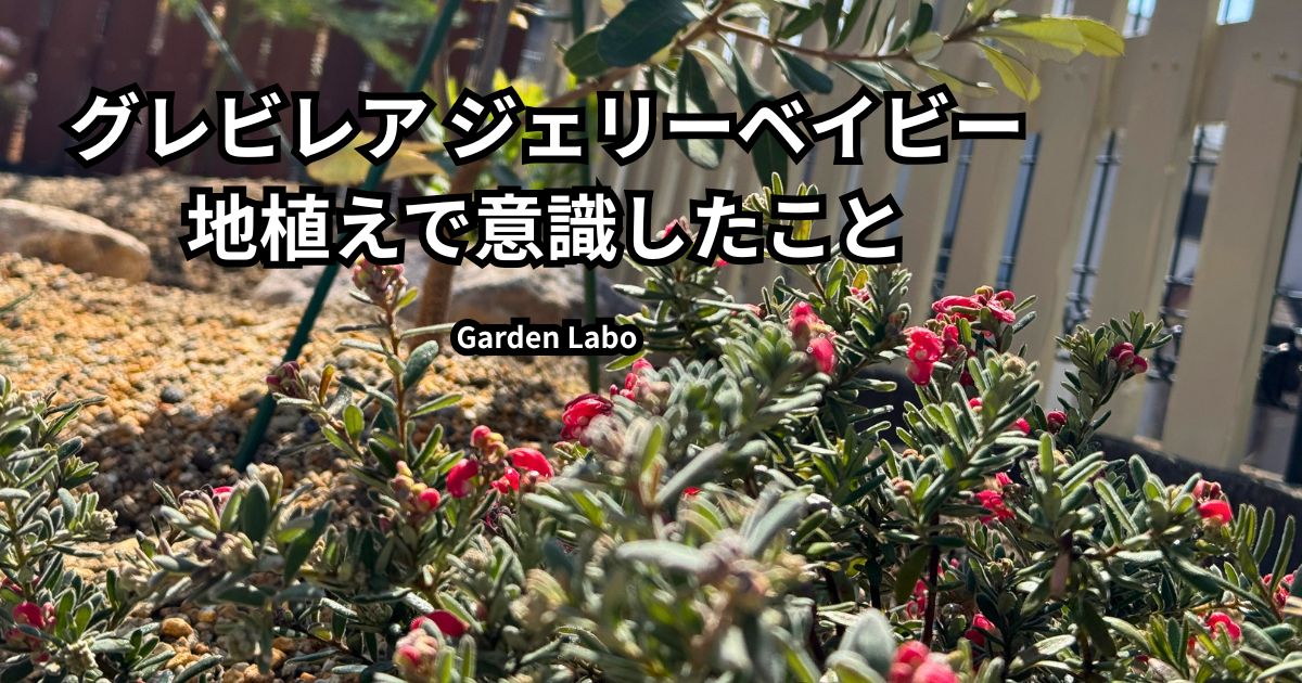 グレビレア ジェリーベイビーを庭のレイズドベッドに地植えした様子