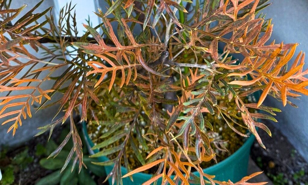 グレビレア ピーチアンドクリームの寒波による葉の茶色変色の様子