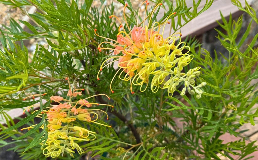 剪定後に開花したグレビレア ピーチアンドクリームの花