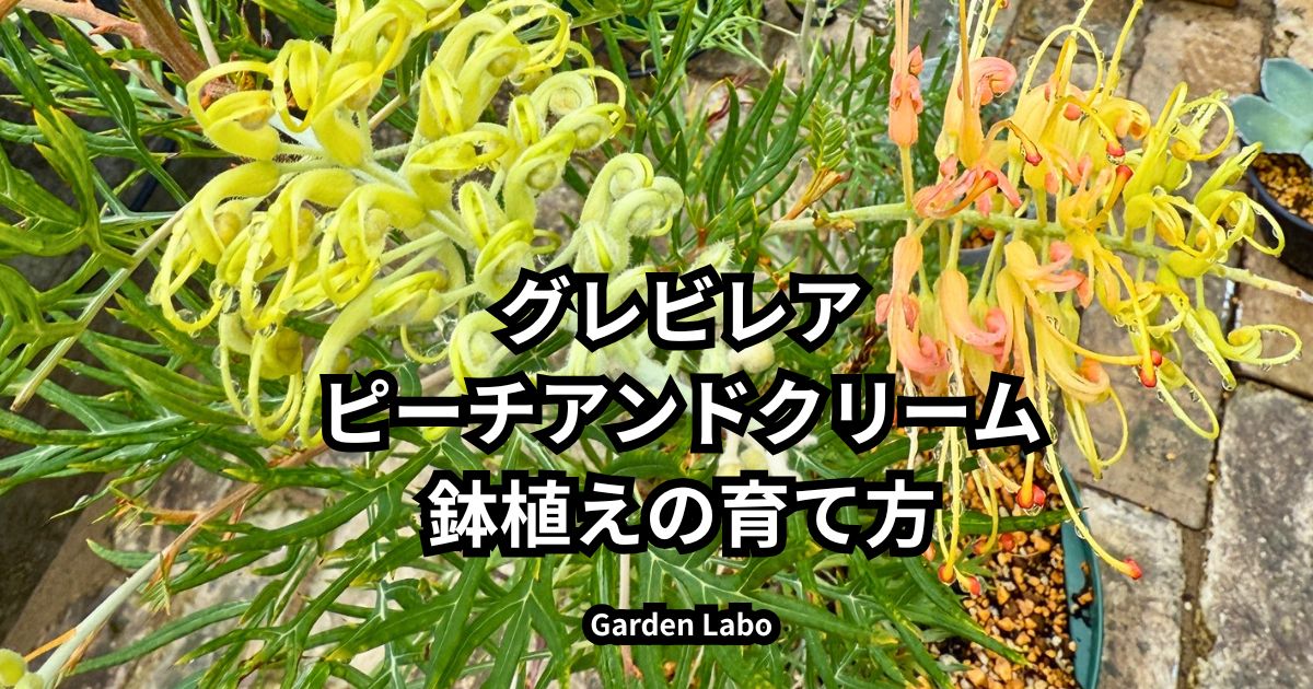 グレビレア ピーチアンドクリームの花と育て方