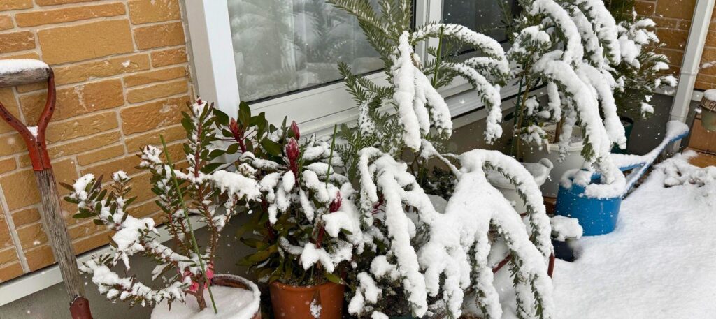 雪が積もった日にグレビレア ピーチアンドクリームを軒下で管理している様子