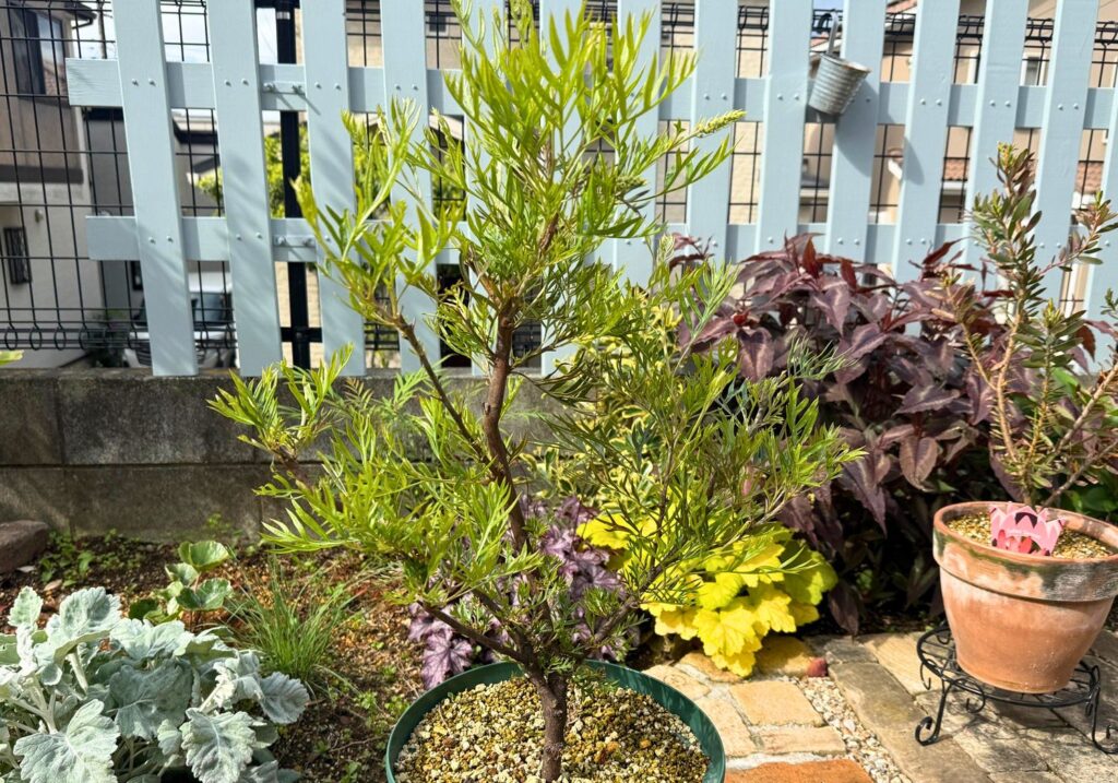 寒波後にグレビレア ピーチアンドクリームから明るい緑の新芽がたくさん出ている様子