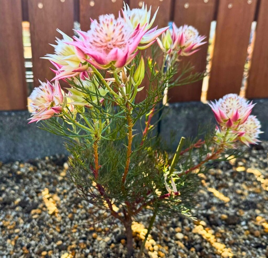 ジョーイセルリア プリティピンクの植え付け直後の様子 花付きで状態良好