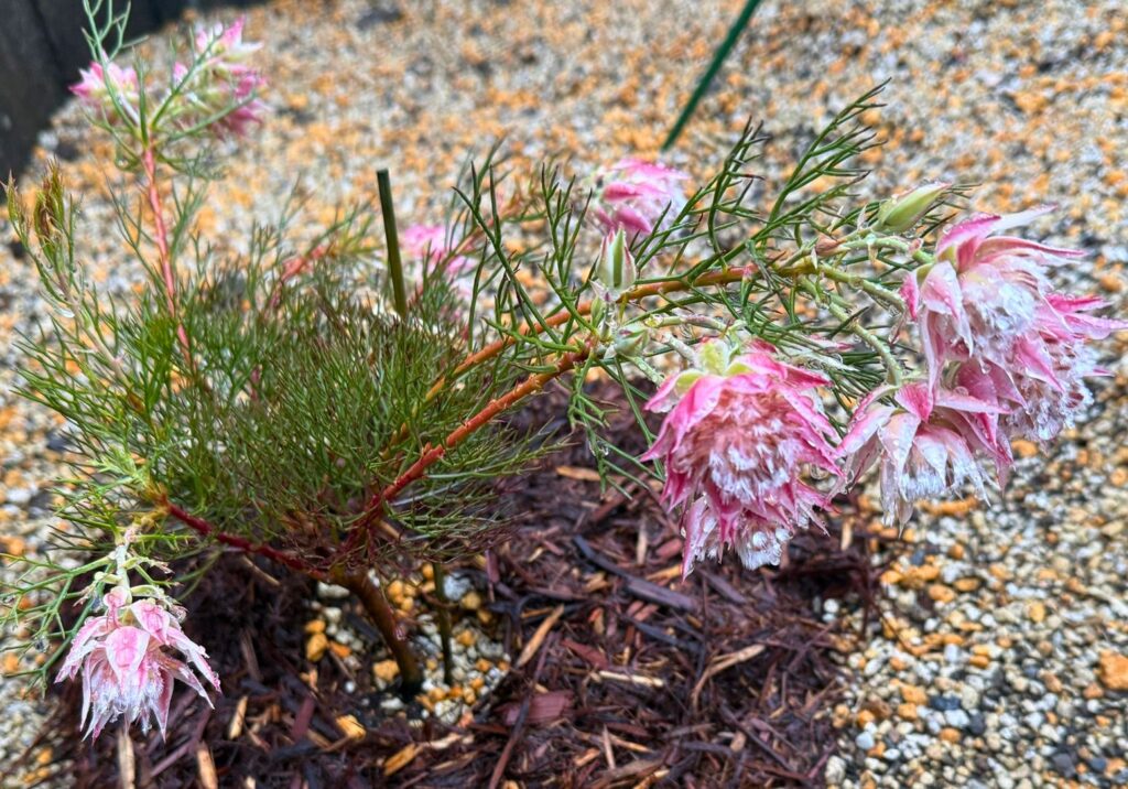 雨の影響で花が重くなり傾いたジョーイセルリアの様子