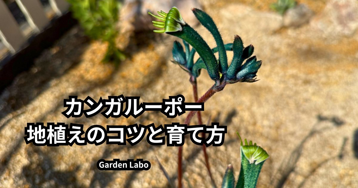 カンガルーポーの地植え方法と育て方のポイント（レイズドベッドでの植え付け実例）
